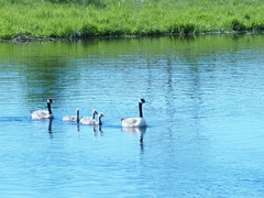 Branta canadensis