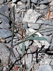 Astragalus convallarius