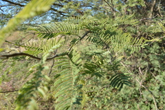 Vachellia aroma