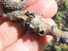 Disholcaspis mellifica