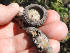 Disholcaspis mellifica