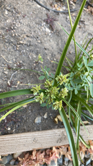 Cyperus eragrostis