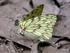 Hesperocharis