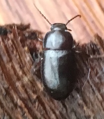 Nalassus laevioctostriatus