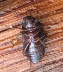 Nalassus laevioctostriatus