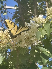 Papilio glaucus