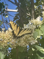 Papilio glaucus