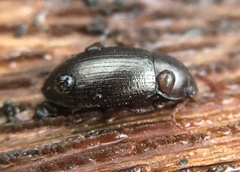 Nalassus laevioctostriatus