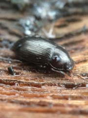 Nalassus laevioctostriatus