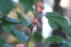 Pseudoscaeva meridionalis