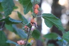 Pseudoscaeva meridionalis