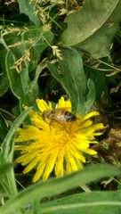 Apis mellifera