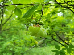 Exobasidium rhododendri
