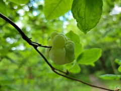Exobasidium rhododendri
