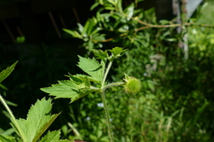 Geum laciniatum