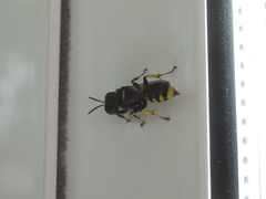 Ectemnius cephalotes