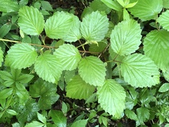 Viburnum carolinianum