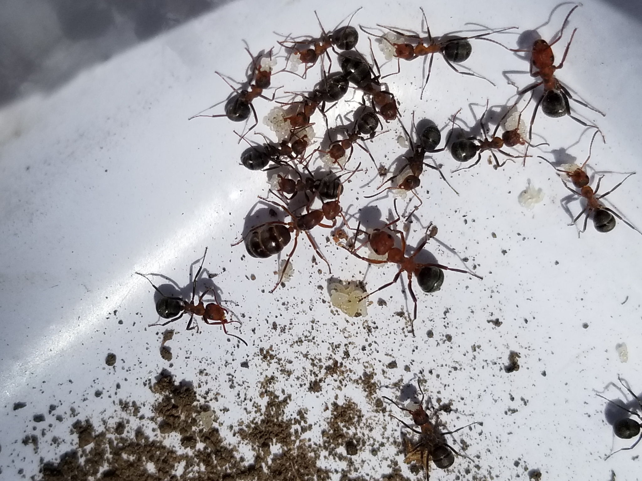 Formica densiventris