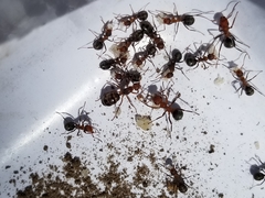 Formica difficilis