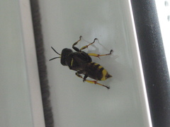 Ectemnius cephalotes