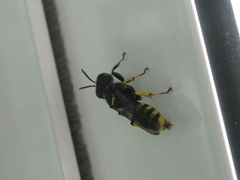 Ectemnius cephalotes