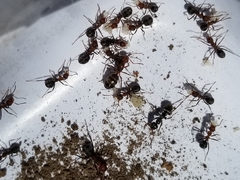Formica difficilis