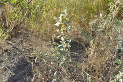 Sphaeralcea bonariensis