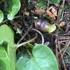 Hexastylis contracta