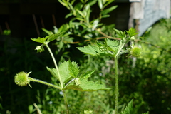 Geum laciniatum
