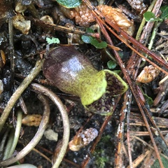 Hexastylis contracta