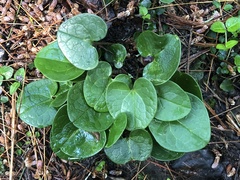 Hexastylis contracta
