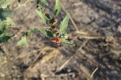 Sphaeralcea bonariensis
