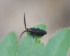 Tytthonyx erythrocephala