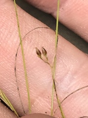 Rhynchospora pusilla