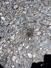 Astragalus convallarius