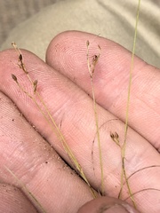 Rhynchospora pusilla