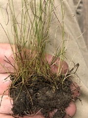 Rhynchospora pusilla