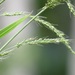 Broadleaf Bristlegrass - Photo (c) magdastlucia, some rights reserved (CC BY-NC), uploaded by magdastlucia