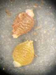 Rhynchospora pusilla