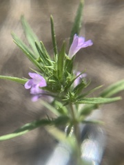 Hedeoma hispida