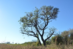 Erythrina crista-galli