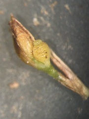 Rhynchospora pusilla