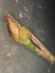 Rhynchospora pusilla