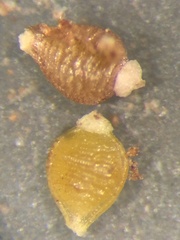 Rhynchospora pusilla
