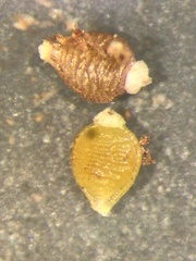 Rhynchospora pusilla