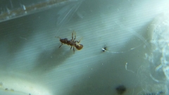 Strumigenys membranifera