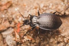 Carabus goryi