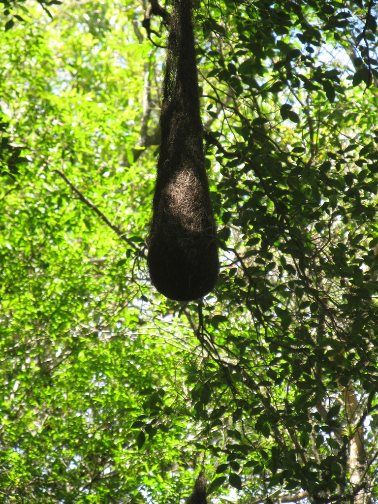 Golden-Winged Cacique