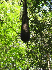 Golden-Winged Cacique photo 1