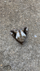 Catocala micronympha